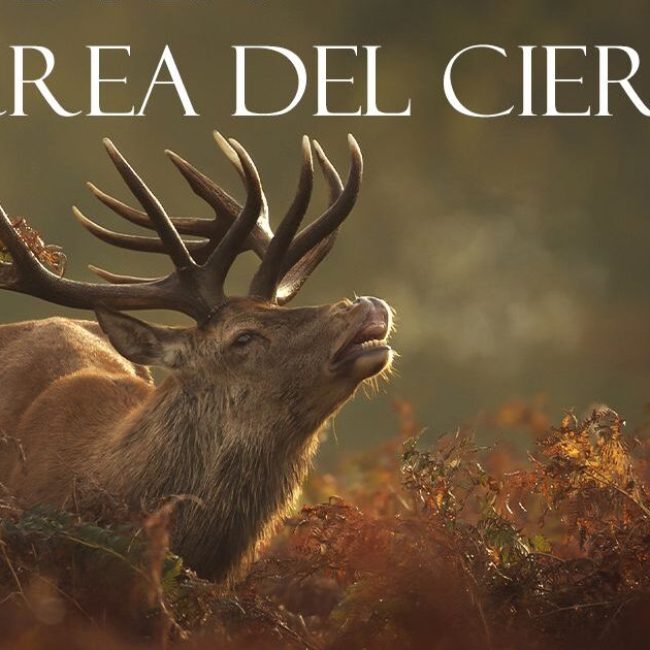 Deer rutting in the Sierra de los Filabres with Posada del Candil 2024