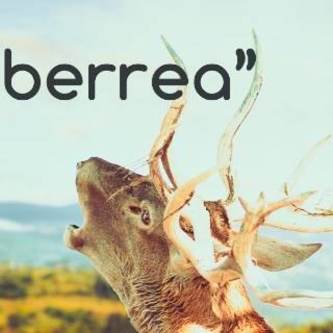 Berrea del Ciervo Rojo en Camping las Menas de Seron 2019