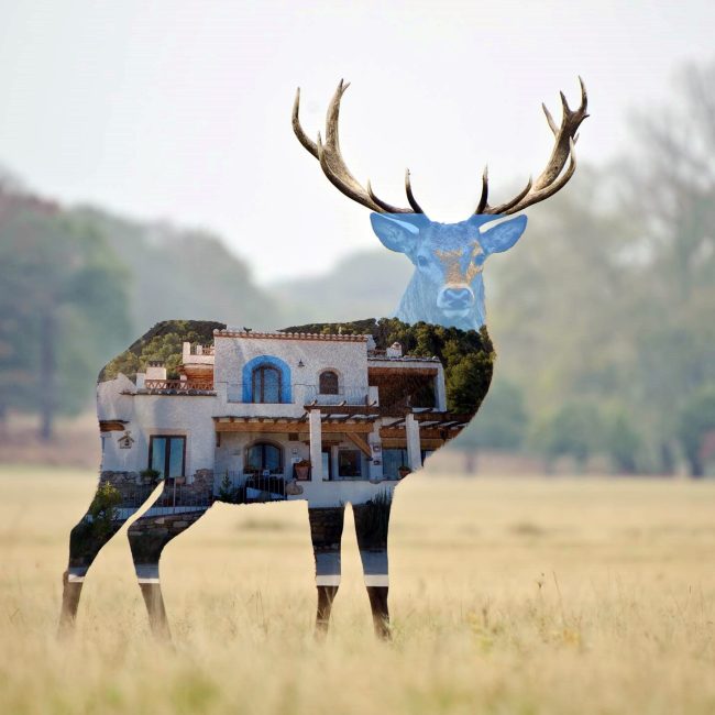 Berrea del Ciervo en la Sierra de los Filabres