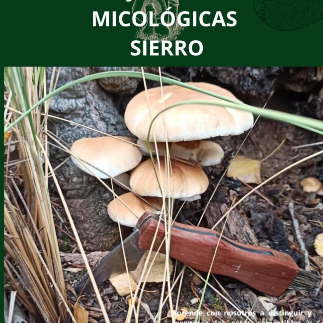 18th Mycological Conference Sierro 2022