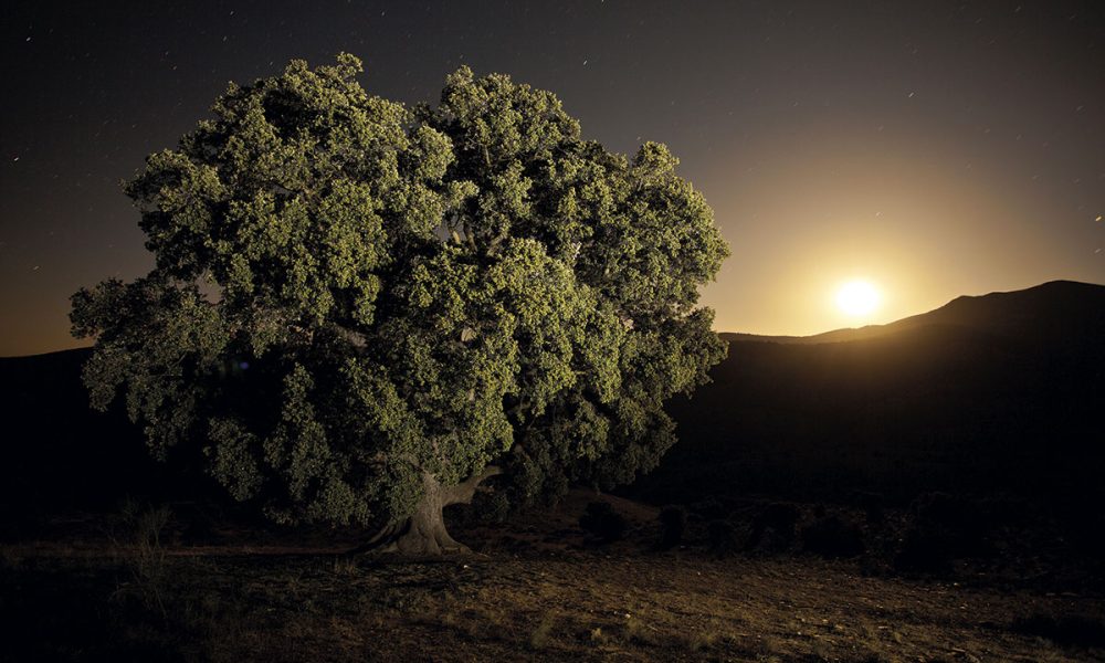 Encina Milenaria Serón