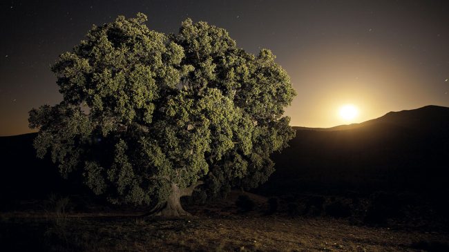 Route of the Millenary Holm Oaks