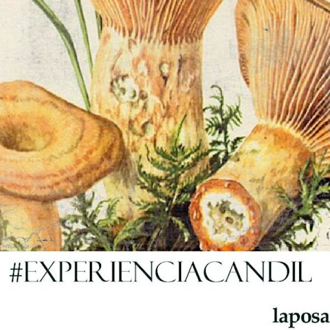 Mycological Conference 2022 – Experiencias Candil