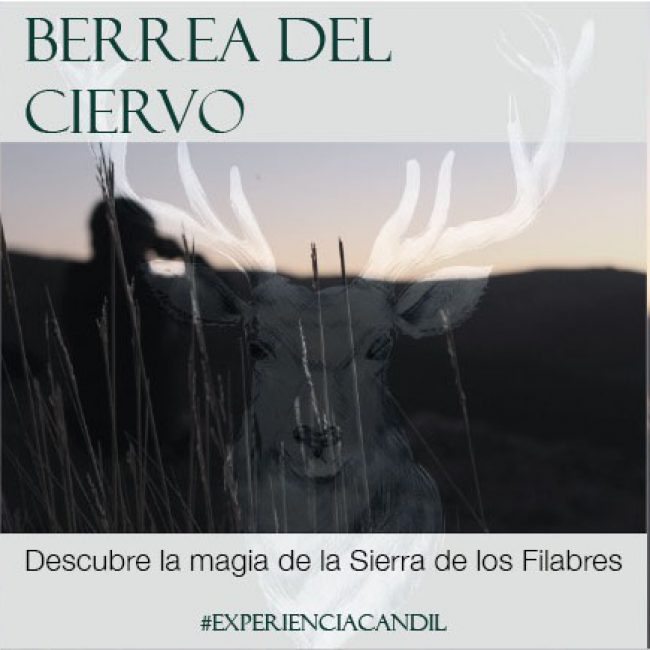 Berrea del Ciervo en la Sierra de los Filabres &#8211; La Posada del Candil