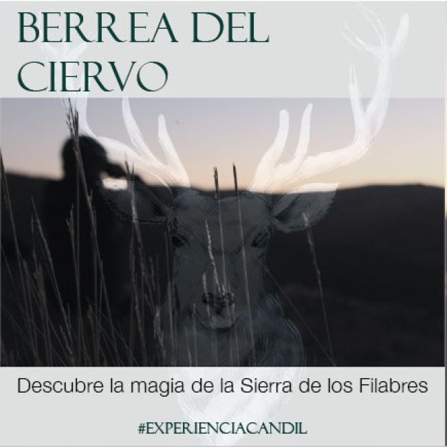 Berrea del Ciervo en la Sierra de los Filabres – La Posada del Candil