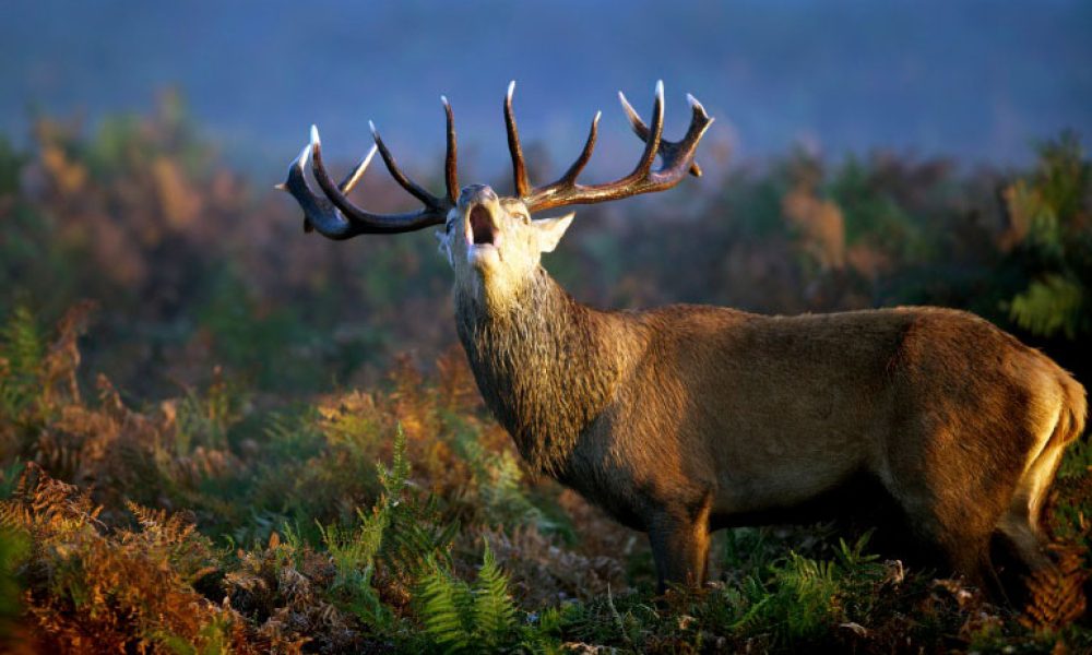 La berrea del ciervo en la Sierra de los Filabres, una experiencia emocionante