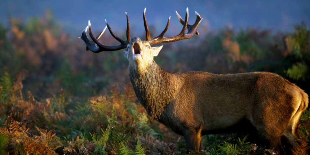 La berrea del ciervo en la Sierra de los Filabres, una experiencia emocionante