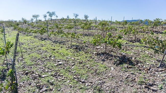 Wineries García Gil