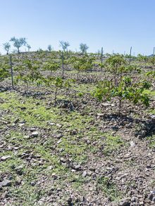 Wineries García Gil