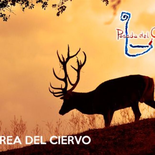 Berrea del Ciervo en la Posada del Candil 2019