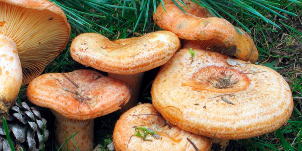 Buscar Setas en las Sierras de Almeria, una actividad para hacer en familia