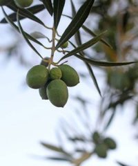 Aceite Finca de las Olivicas