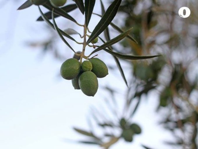 Aceite Finca de las Olivicas