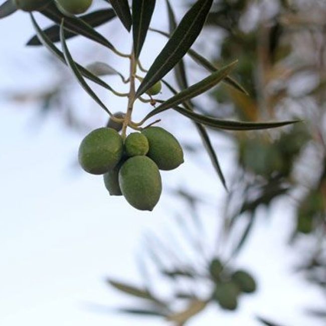 Finca de las Olivicas Oil
