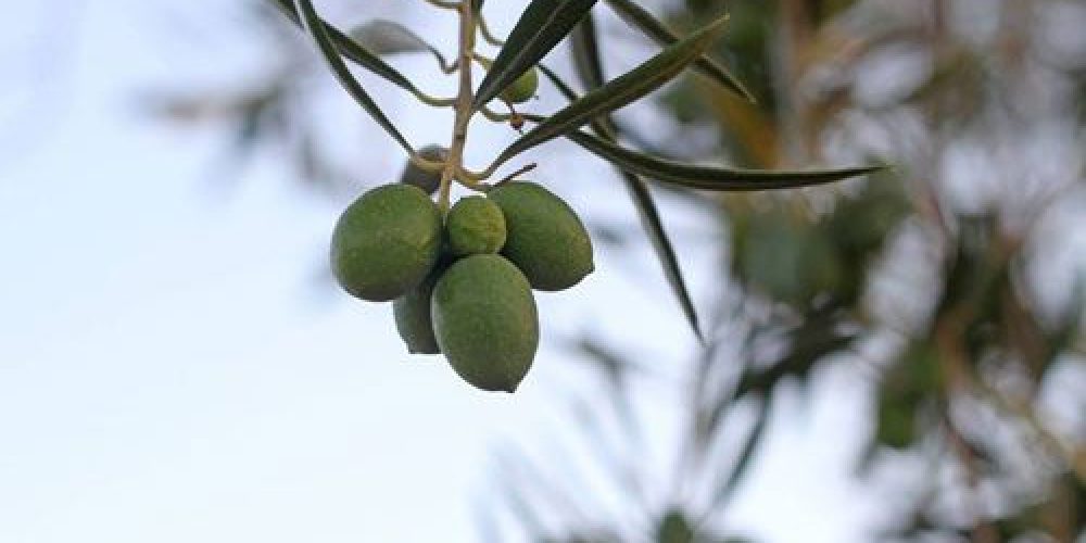 Aceite Finca las Olivicas