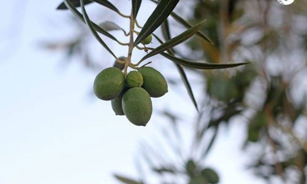 Aceite Finca las Olivicas