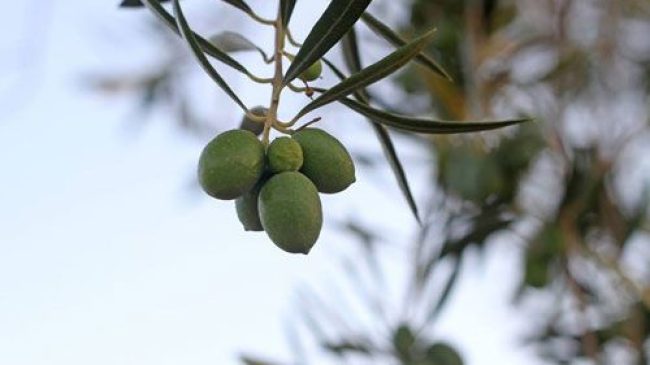 Finca de las Olivicas Oil