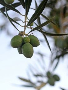 Finca de las Olivicas Oil