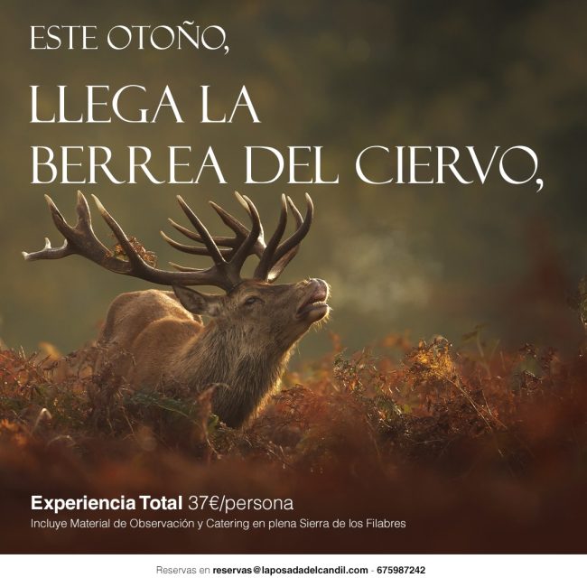 Berrea del Ciervo en la Sierra de los Filabres